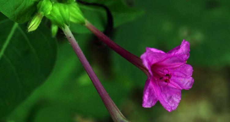 夜来香的花语（探究夜来香花的象征意义）