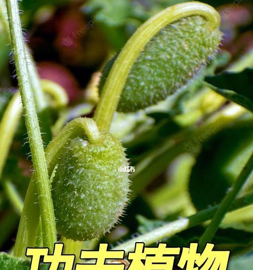 植物种子的传播方式（探究植物种子的散布方式及其适应性）