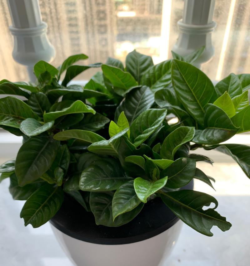 栀子花盆栽养护指南（如何在家中种植健康的栀子花）