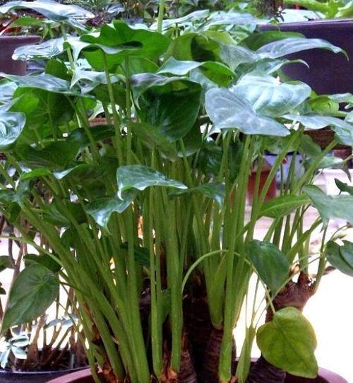千手观音植物的毒性与防范（了解千手观音植物的毒性，安全饲养植物）