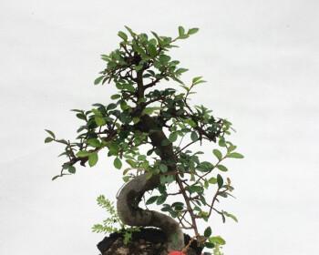 榆树苗盆景的制作与养护（打造自然与美的室内盆景）