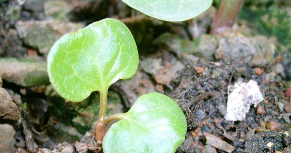 如何种植紫茉莉？（全方位教你一步步种出美丽的紫茉莉）