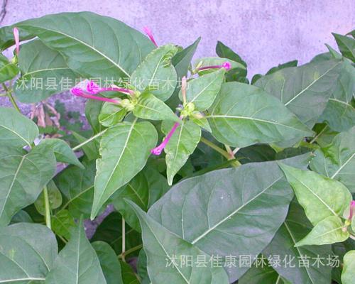 如何种植紫茉莉？（全方位教你一步步种出美丽的紫茉莉）