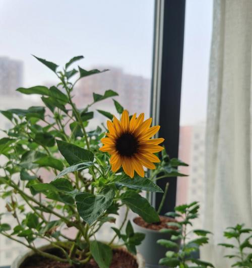 向日葵的花期及生长过程（了解向日葵的花期，让你更好地种植）