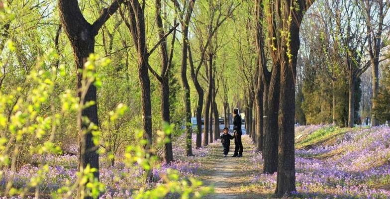 芙蓉树的生长特点（了解芙蓉树的生长习性与特点，让你更好的欣赏它的美丽）