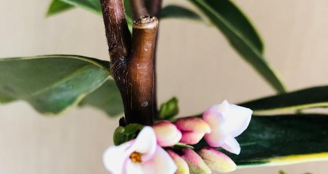 瑞香烂根的处理方法（保护花木健康，营造美丽环境）
