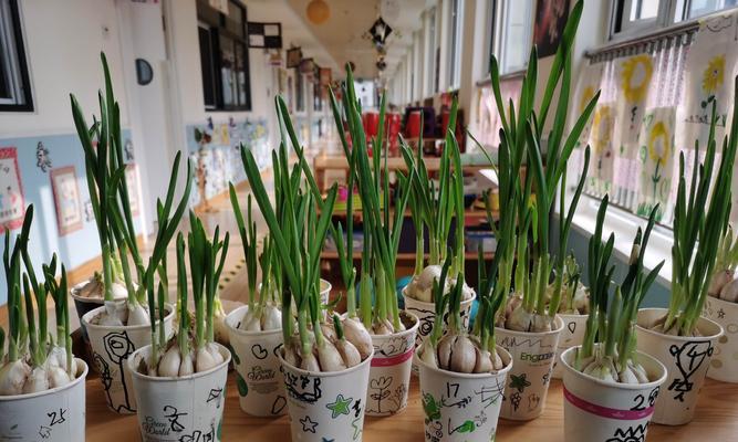 青蒜种植指南（时间、方法、技巧）