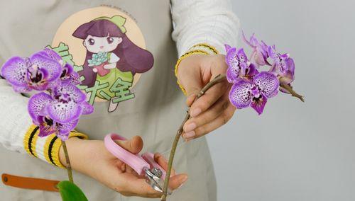 如何修剪蝴蝶兰开完花后？（详解蝴蝶兰修剪技巧，让其长势更佳！）