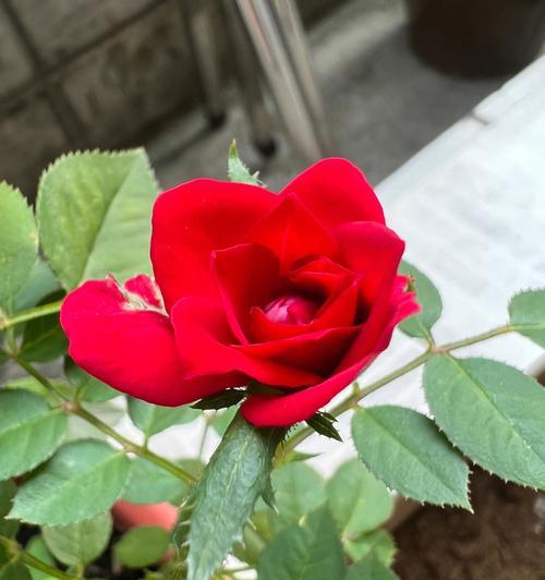 月季花的开花季节与特点（探讨月季花的花期、花色和花型）