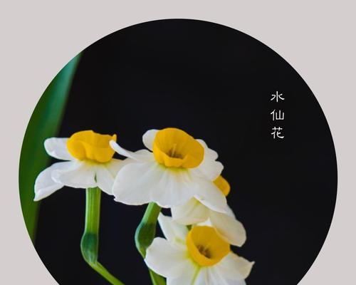 揭秘水仙花的真正花语（传递着什么样的心意？）