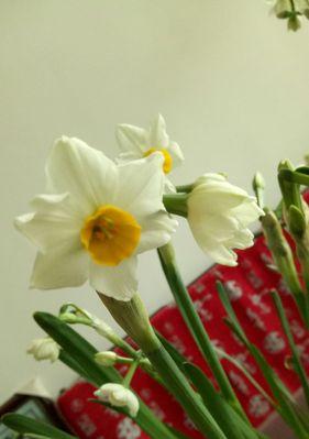 揭秘水仙花的真正花语（传递着什么样的心意？）