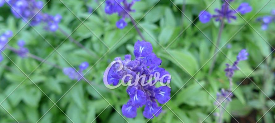 蓝色紫罗兰的花语和含义（探寻紫罗兰的神秘象征和寓意）