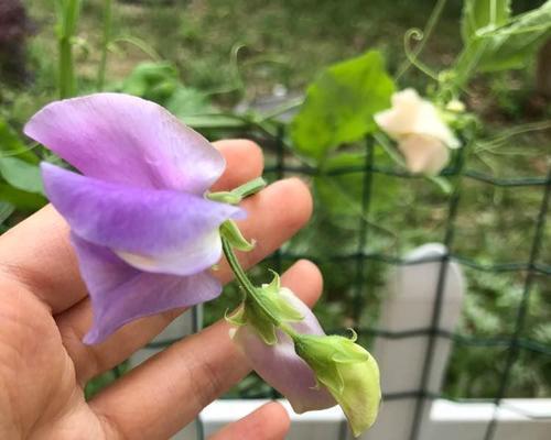 香豌豆花语大全——寓意与象征（深度解析香豌豆在文化、宗教和历史中的传承与作用）