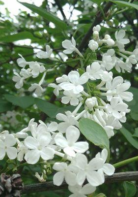 紫丁香的花语与意义（探寻紫丁香花的神秘之处）
