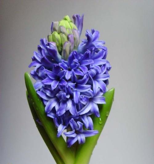 铁兰花语（探寻铁兰的花语与含义）