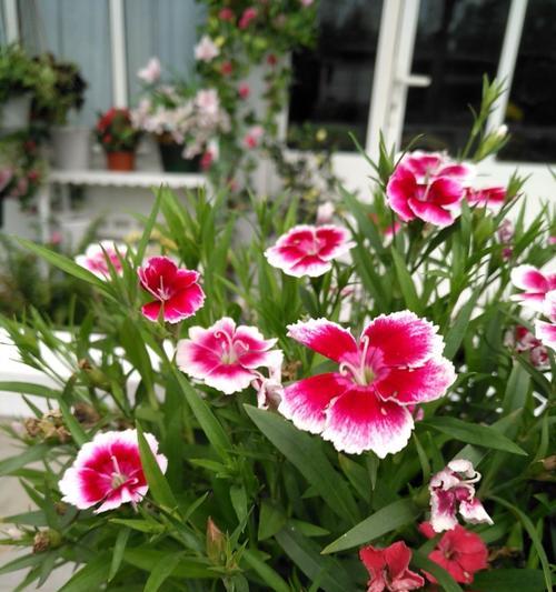 石竹花的花语（揭秘石竹花所传递的情感和意义）