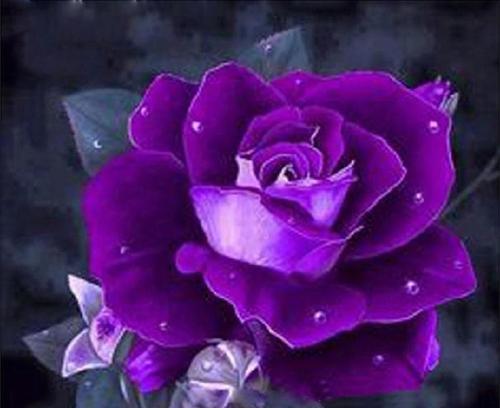 了解玫瑰颜色的代表意义（从红色到紫色，不同颜色的玫瑰花代表着什么？）