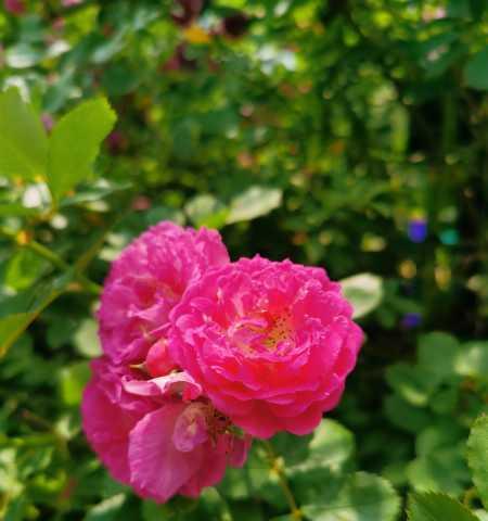 野蔷薇花语与代表意义（探寻野蔷薇的浪漫与深刻内涵）