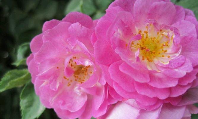 野蔷薇花语与代表意义（探寻野蔷薇的浪漫与深刻内涵）