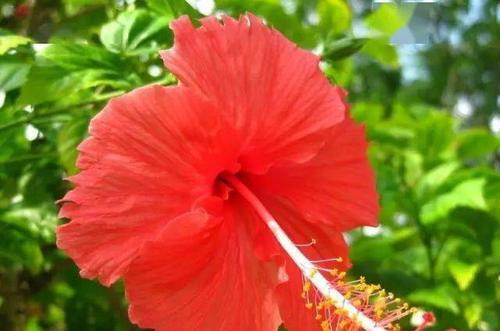 扶桑花的花语与含义（探秘扶桑花所代表的8种意义）