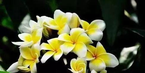 解密鸡蛋花的花语（探究鸡蛋花的五彩缤纷与情感寓意）