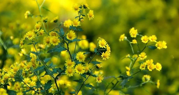 野菊花花语——坚持不懈的爱