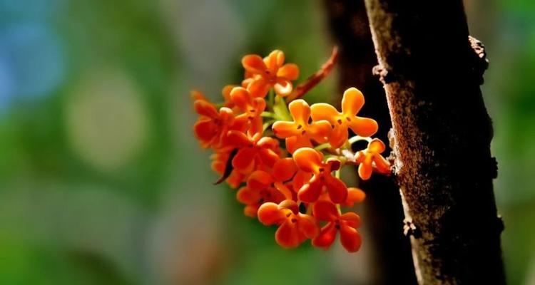 桂花的花语与意义（品味芬芳的桂花，了解它的八种含义）