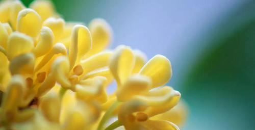 桂花的花语与意义（品味芬芳的桂花，了解它的八种含义）