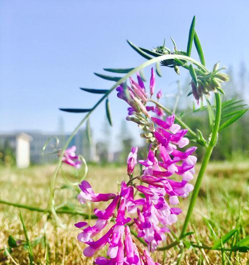 豌豆花的花语（探究豌豆花所代表的意义及文化价值）