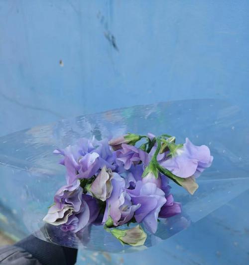 豌豆花的花语（探究豌豆花所代表的意义及文化价值）