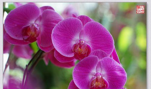 探秘兰花花语（解读兰花的八种花语，以及文化内涵）