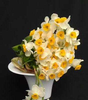 水仙花语，传递的祝福与象征（花开富贵，诠释着春天的生机与希望）