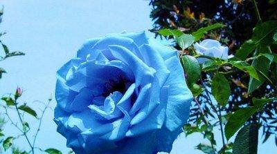 蓝色康乃馨的花语（探究蓝色康乃馨的深刻寓意）