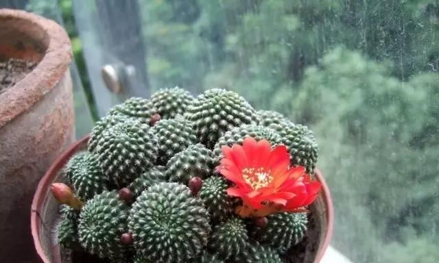 仙人球的花语与美丽传说（探秘仙人球的文化意义及魅力）