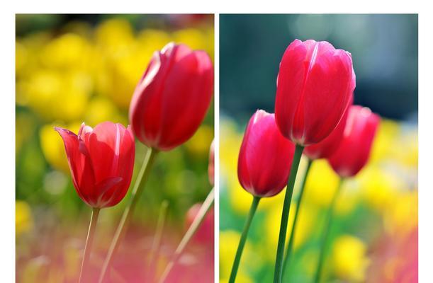 郁金香的颜色代表什么意思？（揭开郁金香花语的神秘面纱）