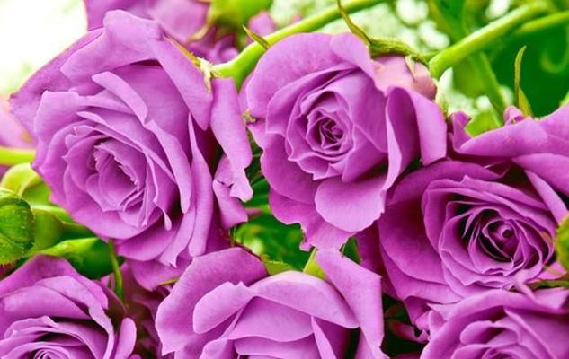 探秘13朵玫瑰花的含义（玫瑰花传递的情感与意义）