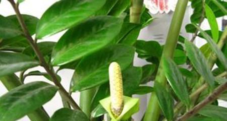 单生花的象征意义（揭示单生花作为文化符号的内涵）