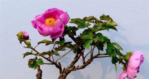 如何种植牡丹花？（从选购品种到土壤调理，打造属于自己的牡丹花园！）