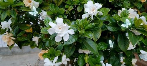 小叶栀子花的养殖修剪（打造美丽园林，从小叶栀子花开始）