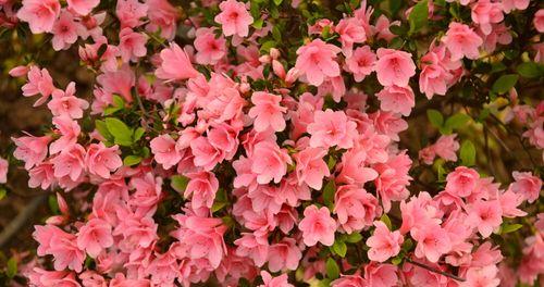 探索杜鹃花品种的世界（了解杜鹃花的种类和特点，选择最适合你的品种）