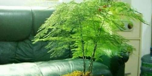 探秘养殖月宴黄叶的原因（了解月宴黄叶背后的种植技术）