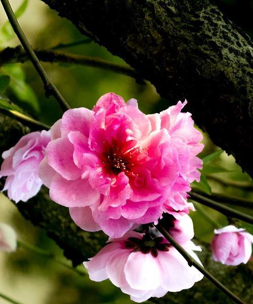 碧桃花期及特点分析（探究碧桃花的美丽与神奇）