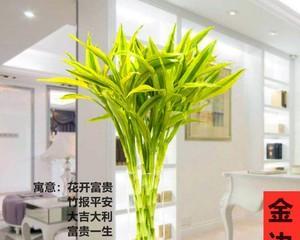 鸿运竹养护之秘（让您的鸿运竹健康成长）
