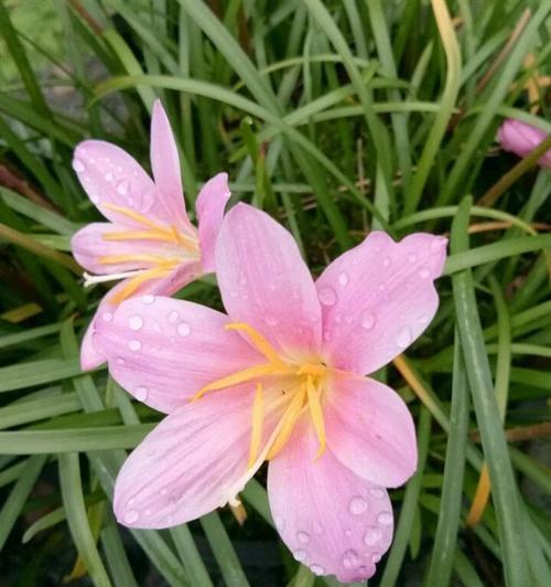 韭菜莲的种植方法（打造家庭花园，种植韭菜莲获得丰收）