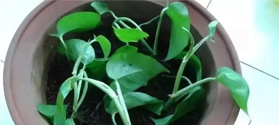 如何水繁殖花？（掌握方法，让你的花儿“水”中开放）