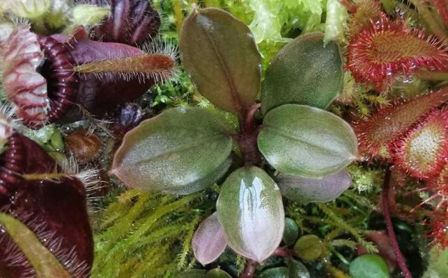 如何水繁殖花？（掌握方法，让你的花儿“水”中开放）