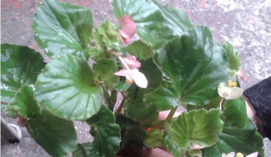 如何水繁殖花？（掌握方法，让你的花儿“水”中开放）