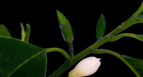 含笑花花语（绽放幸福与喜悦）