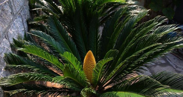 铁树开花的神秘意义（探寻铁树开花背后的文化符号）