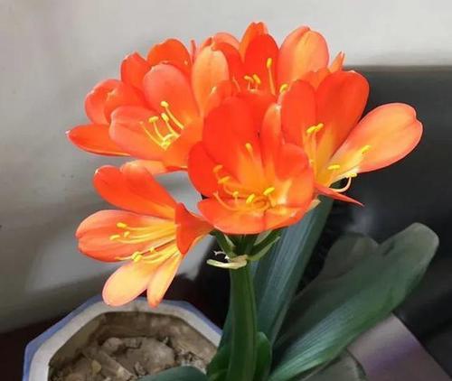 品读君子兰的花语（探寻君子兰神秘的内在世界）